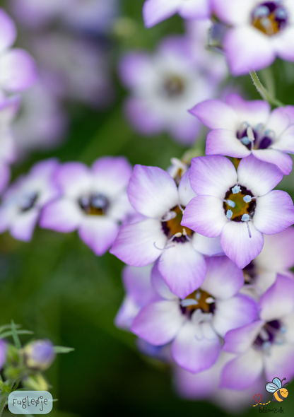 Fugleøje – Gilia tricolor