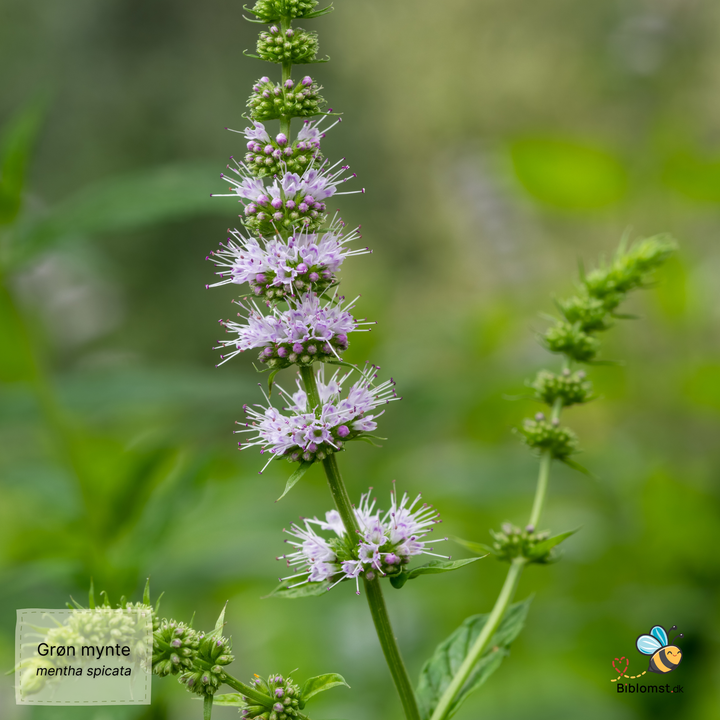 Grøn mynte - mentha spicata