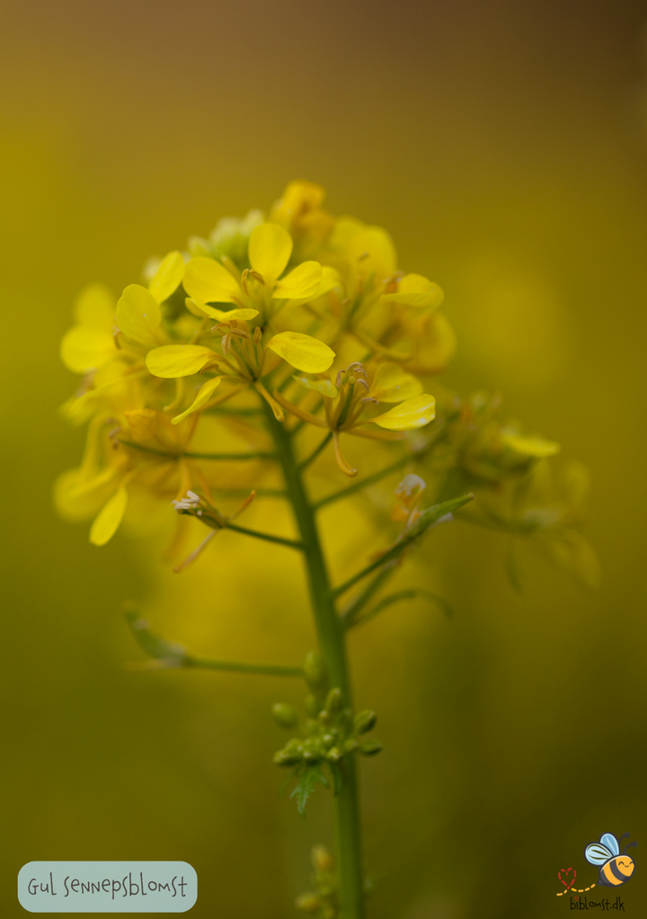 Gul Sennepsblomst - Sinapis alba