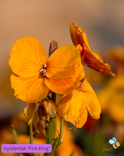 Gyldenlak – Erysimum cheiri ’Fire King’