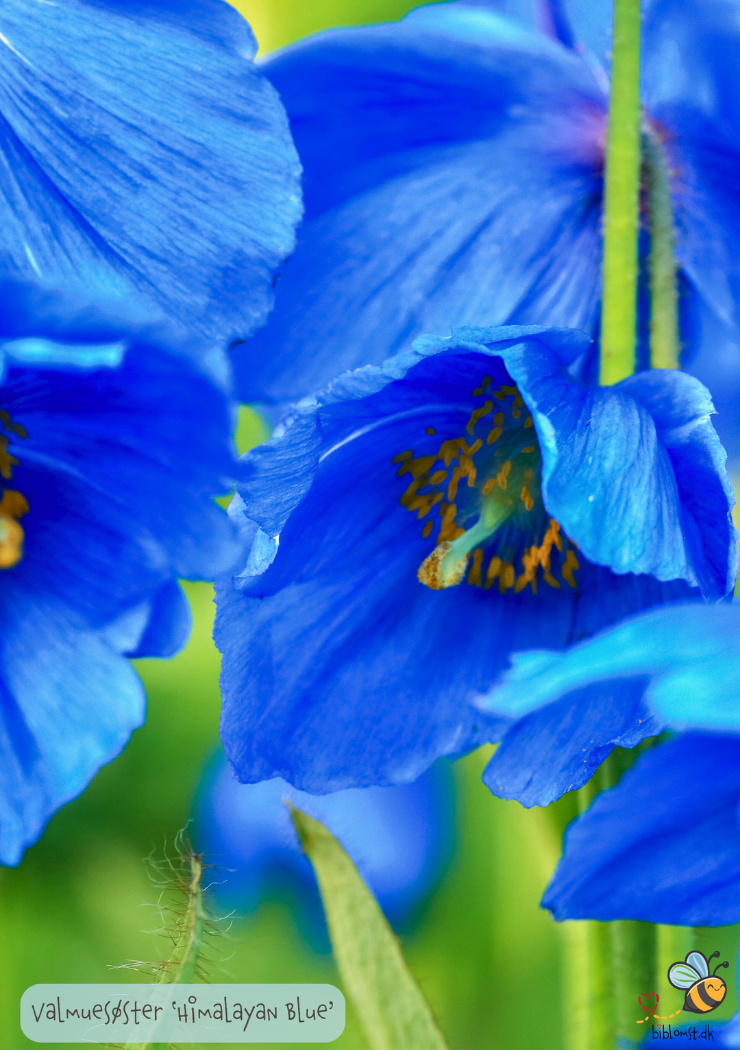 Himalayan blue valmue - Meconopsis betonicifolia