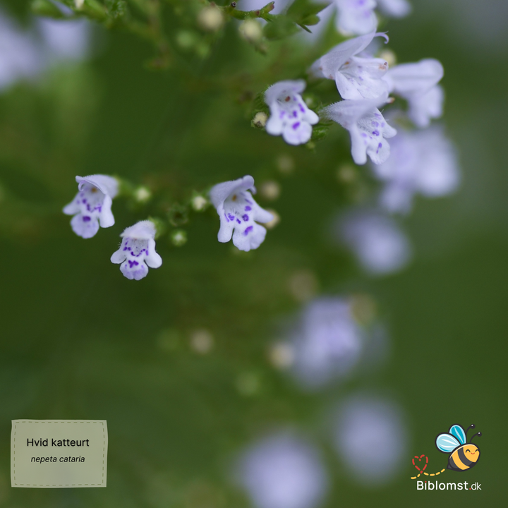Hvid Katteurt - nepeta cataria