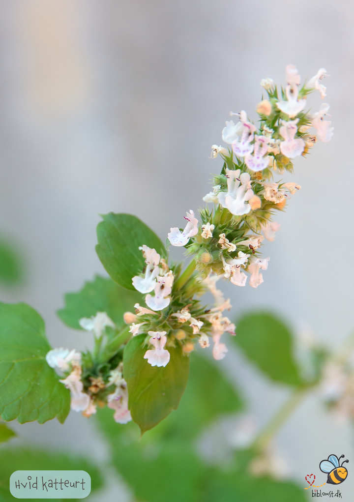Hvid Katteurt - nepeta cataria