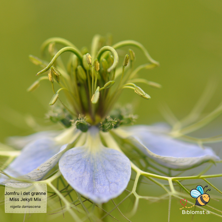 Jomfru i det grønne – Nigella damascena ‘Miss Jekyll Mix’