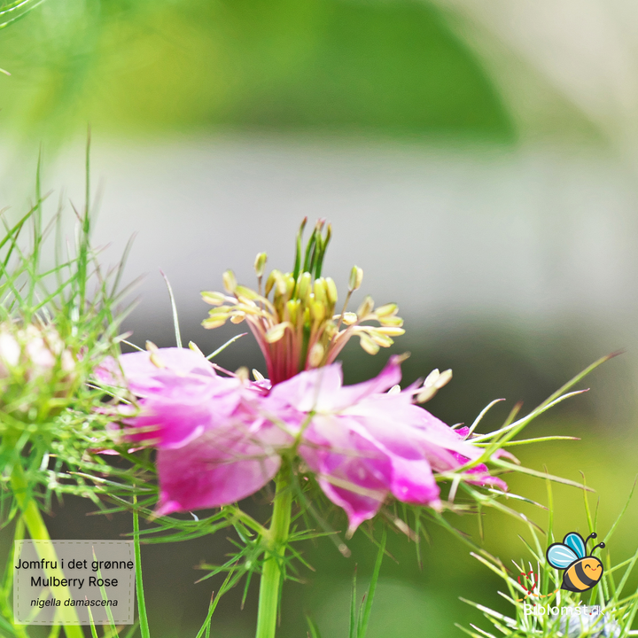 Jomfru i det grønne – Nigella damascena ’Mulberry Rose’