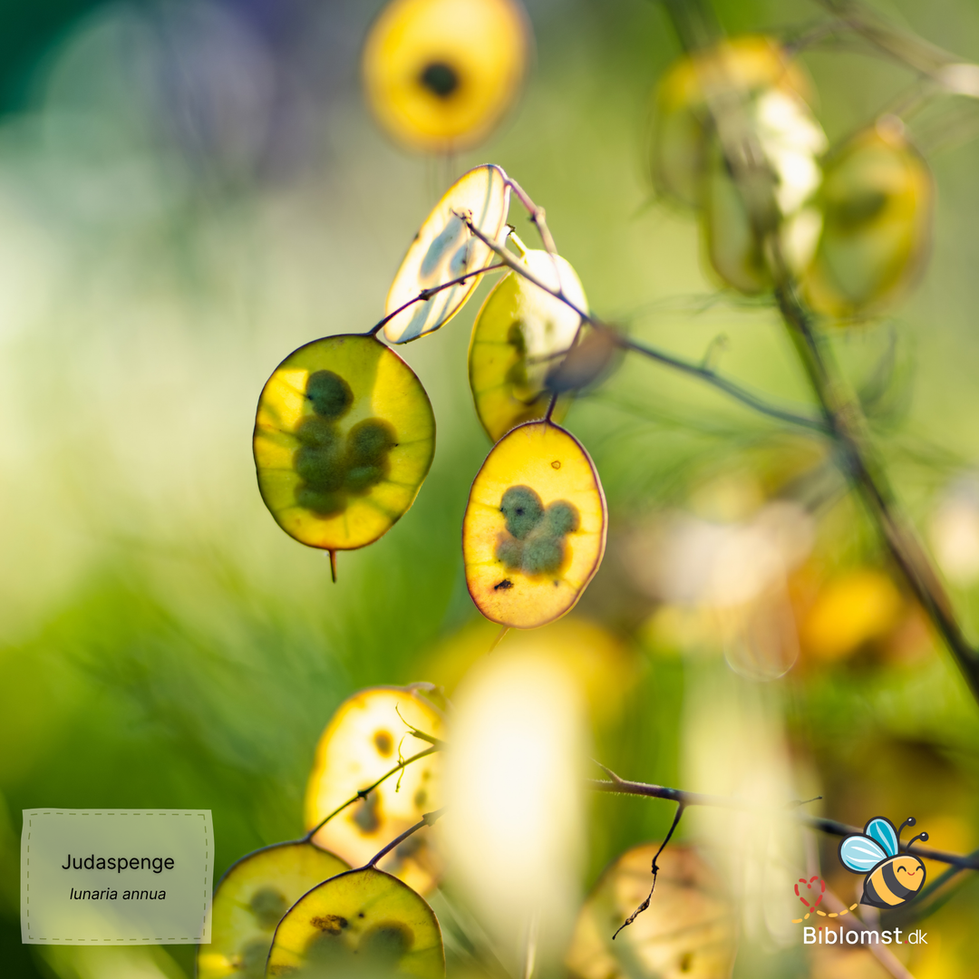 Judaspenge – Lunaria annua violet