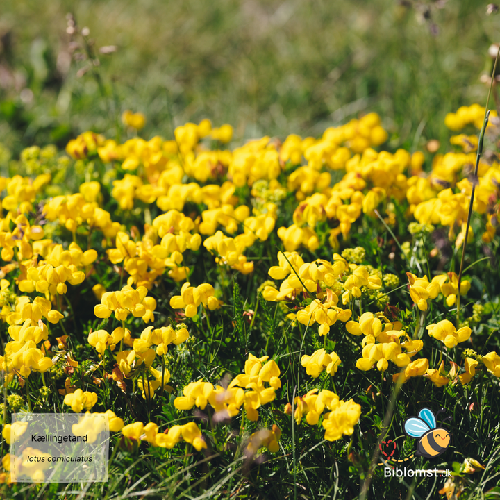 Kællingetand - Lotus corniculatus