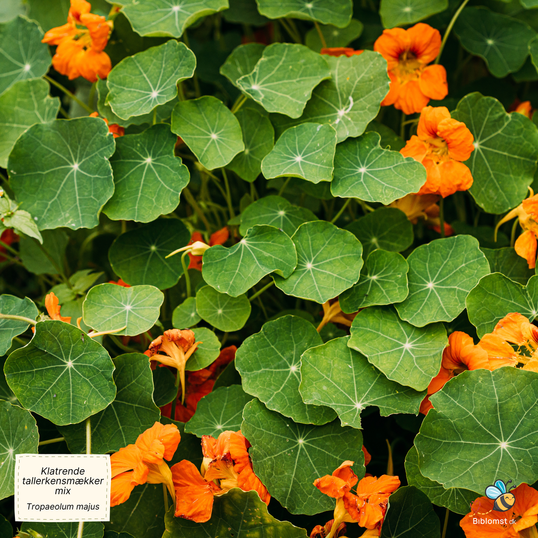 Klatrende tallerkensmækker, blanding - Tropaeolum majus
