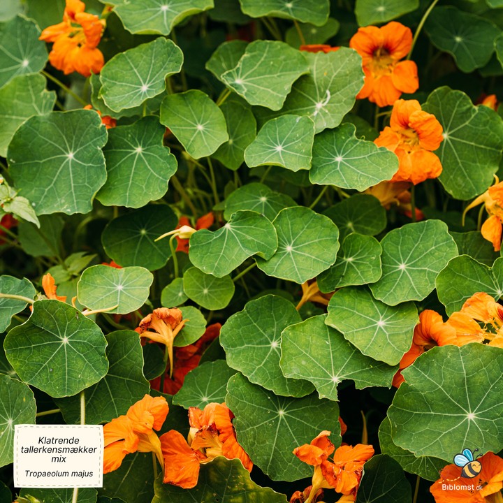 Klatrende tallerkensmækker, blanding - Tropaeolum majus