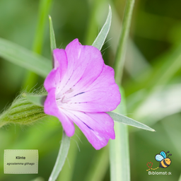Klinte - Agrostemma githago