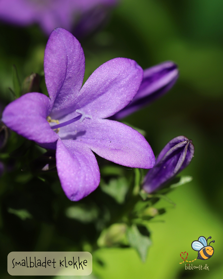 Klokke Smalbladet - Campanula persicifolia