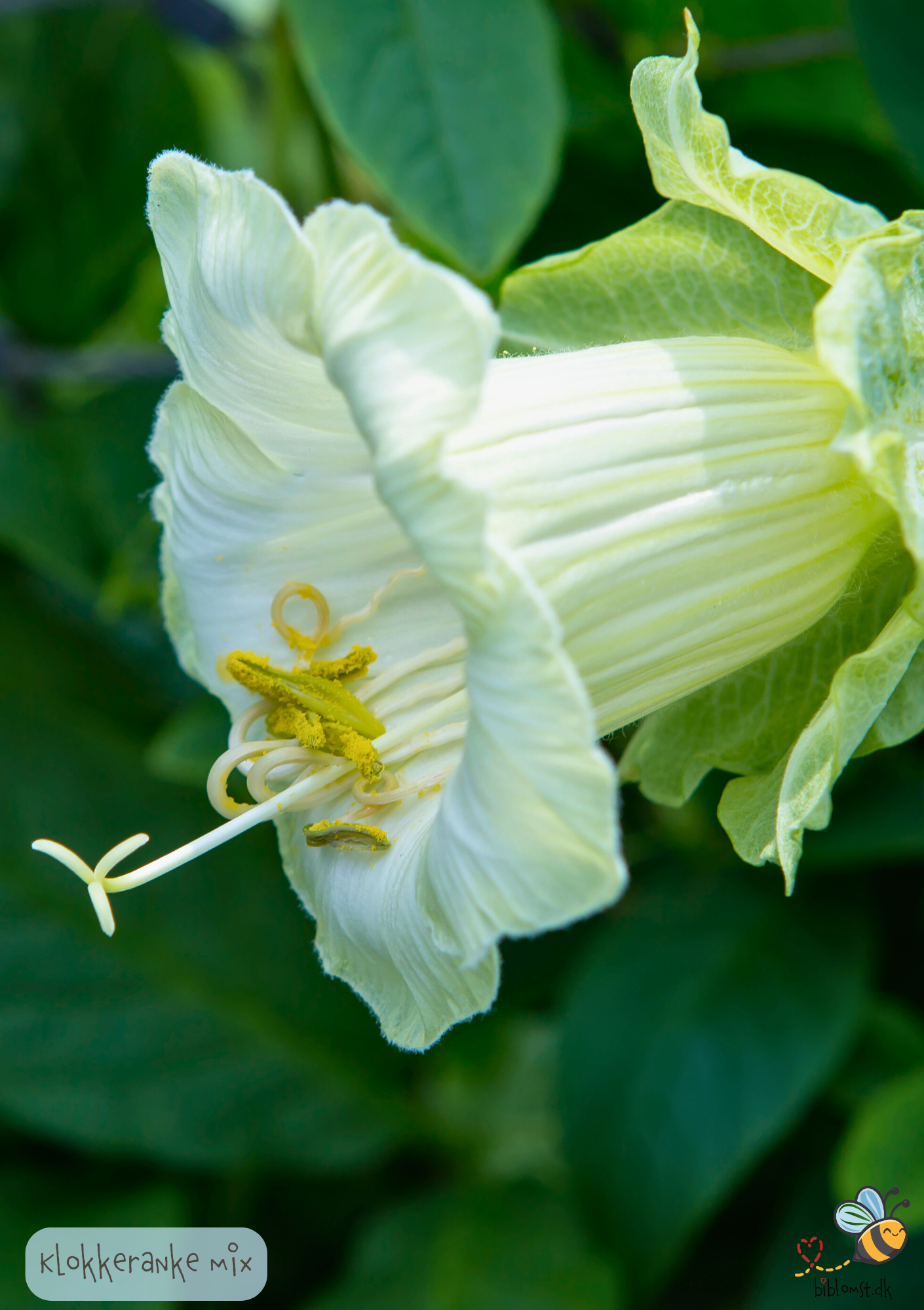 Klokkeranke Mix - Cobaea scandens