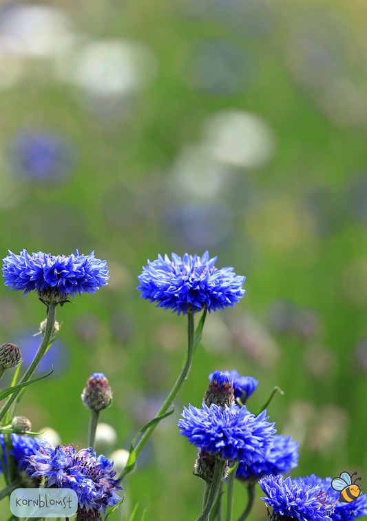 Kornblomst - centaurea cyanus