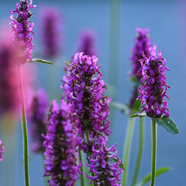 Lægebetonie – Stachys officinalis