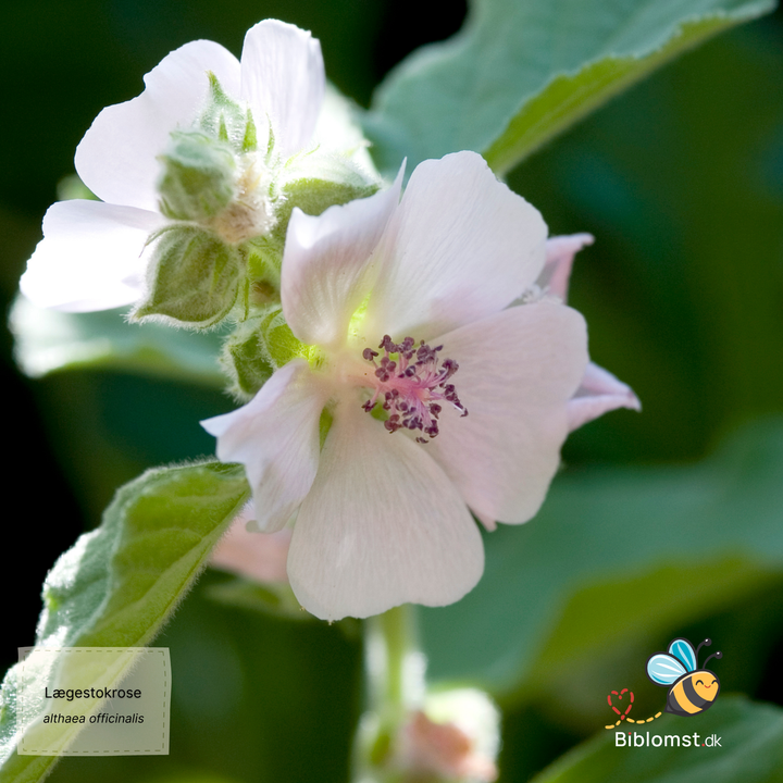 Lægestokrose - althaea officinalis