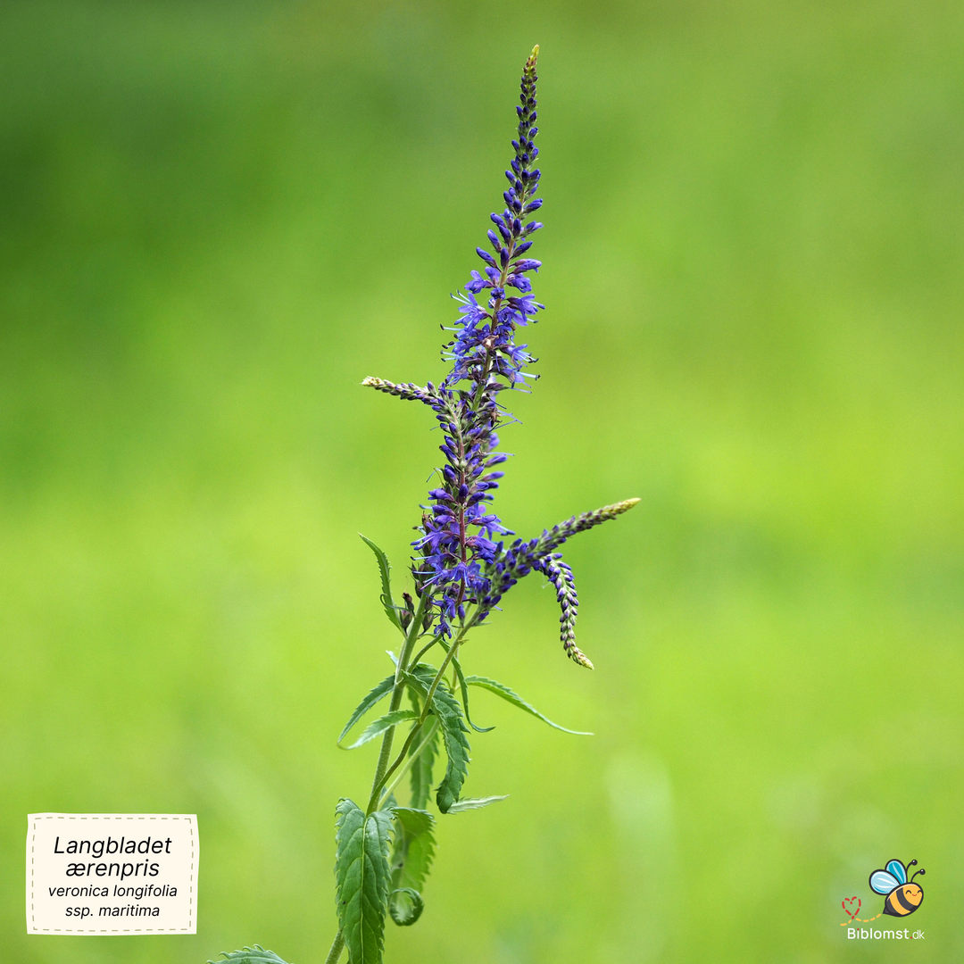 Langbladet ærenpris - Veronica longifolia (ssp. maritima)