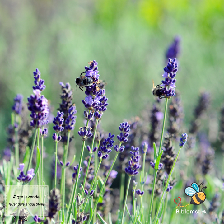 Ægte lavendel – Lavandula angustifolia (syn. Lavandula officinalis)