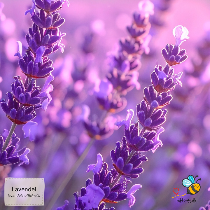 Ægte lavendel – Lavandula angustifolia (syn. Lavandula officinalis)