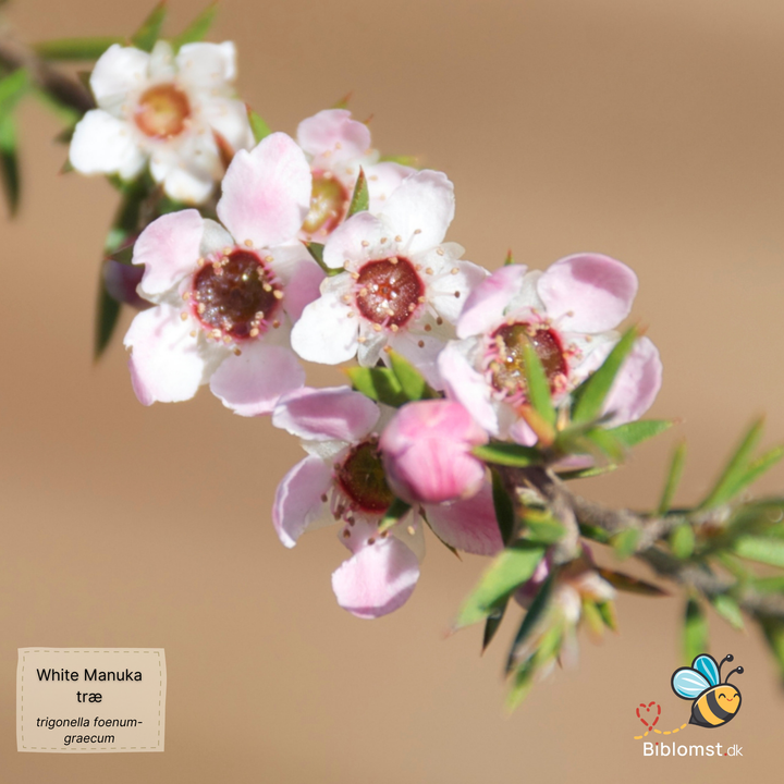 White Manuka Tree - Leptospermum scoparium