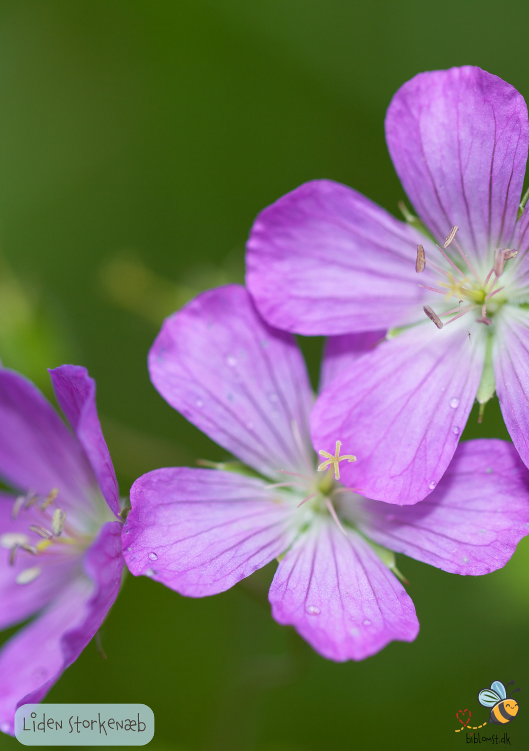 Liden Storkenæb - geranium pusillum