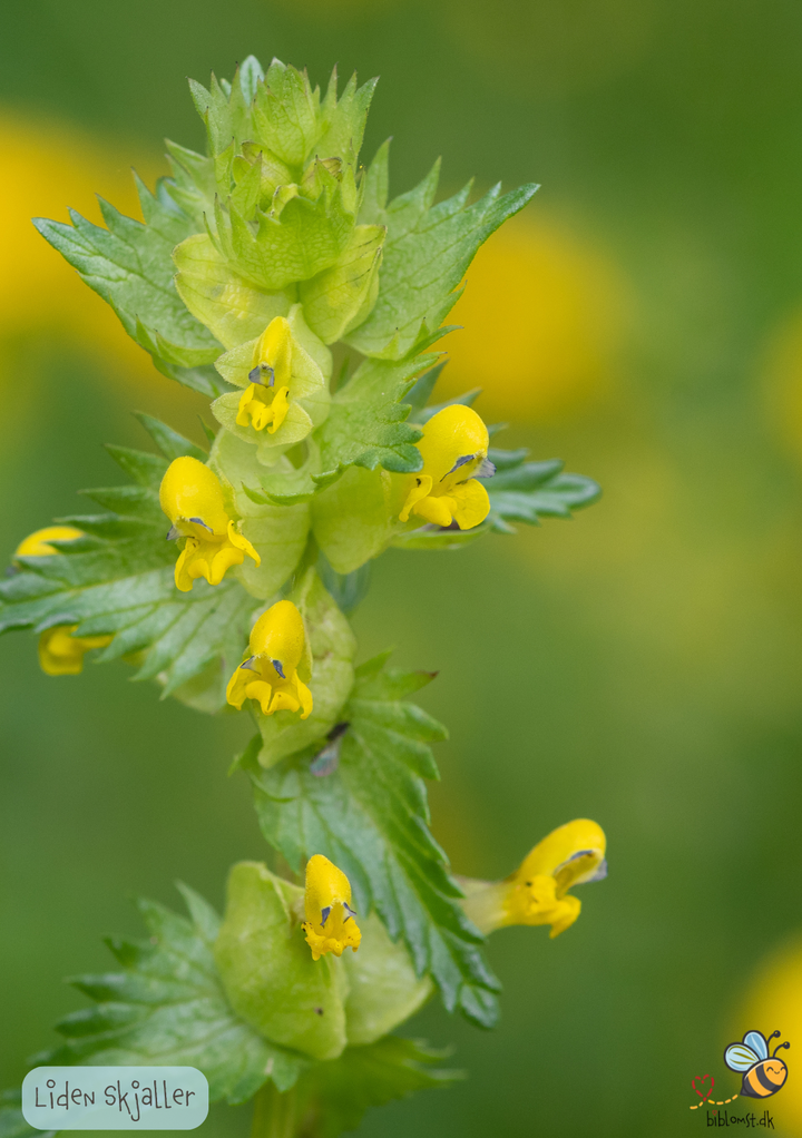 Liden skjaller - Rhinanthus minor