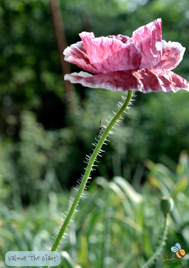 Lilla gigantisk valmue - Papaver somniferum "The Giant"