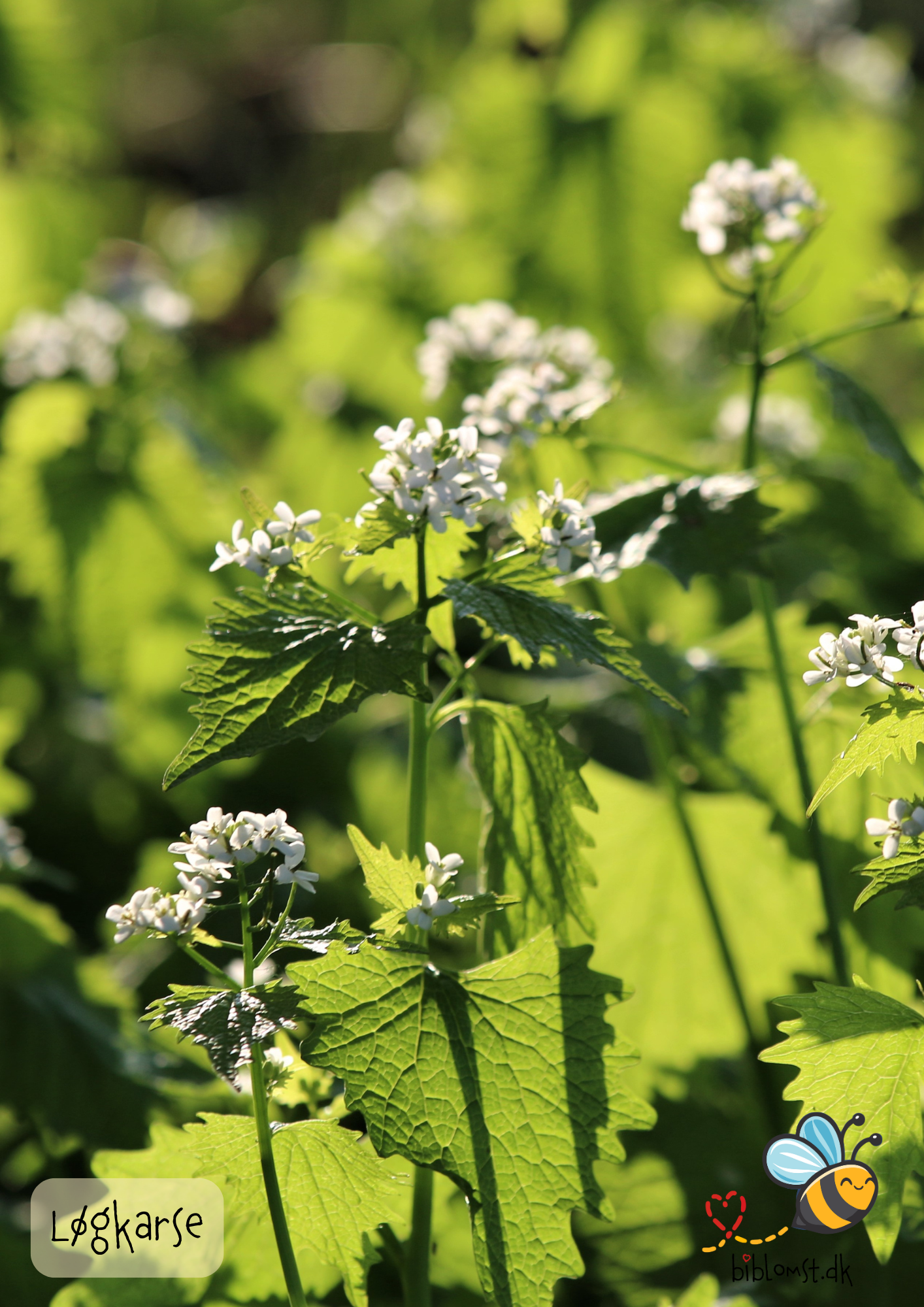 Løgkarse – Alliaria petiolata