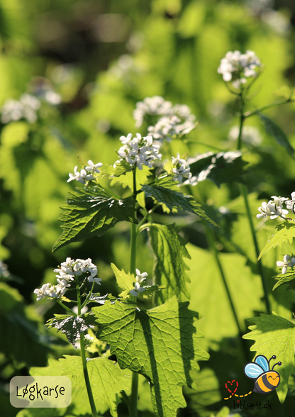 Løgkarse – Alliaria petiolata