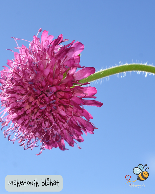 Makedonsk Blåhat - Red Cherries - Knautia macedonica