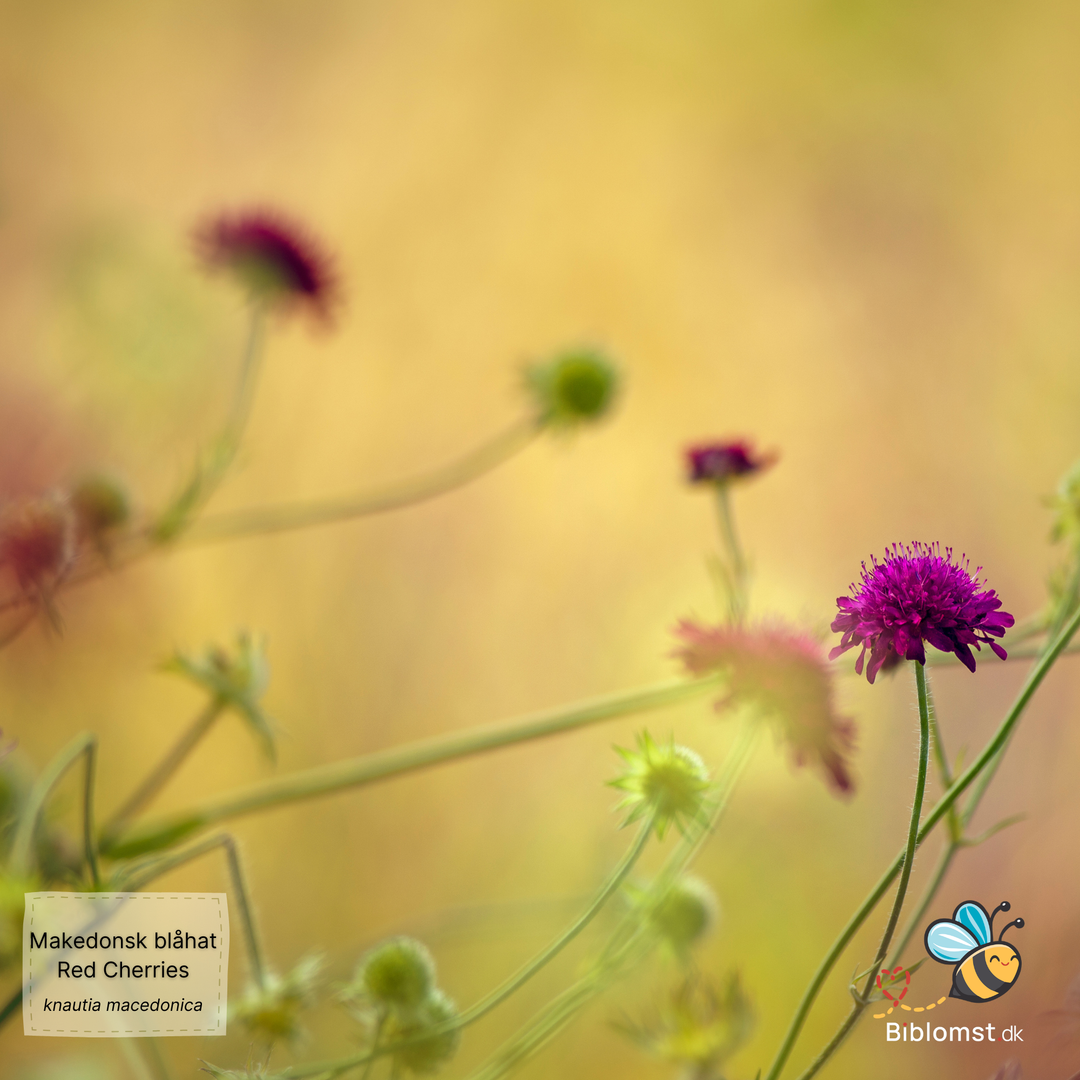 Makedonsk Blåhat - Red Cherries - Knautia macedonica