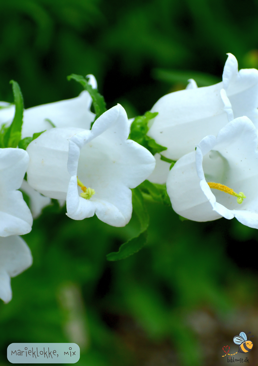 Marieklokke Almindelig - Campanula medium (single - MIX farver)