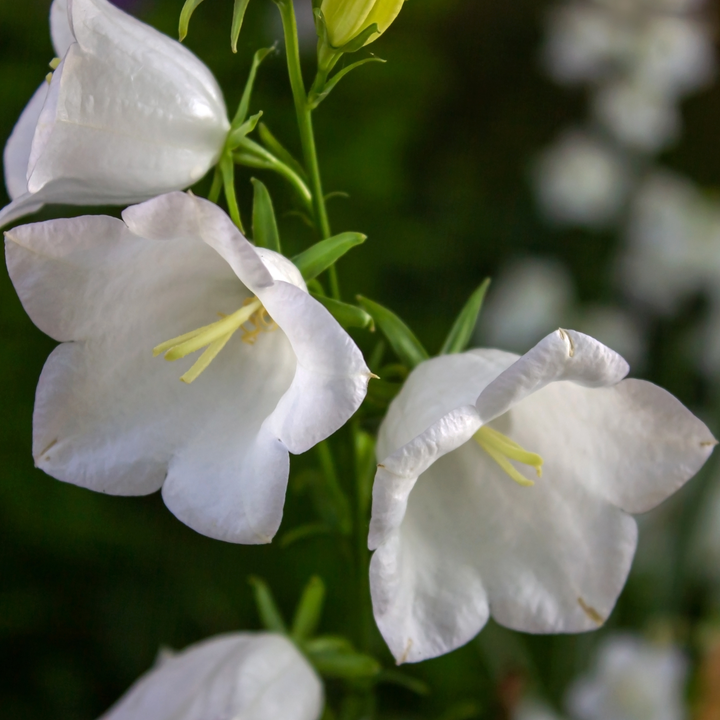 Marieklokke Hvid (single) – Campanula medium