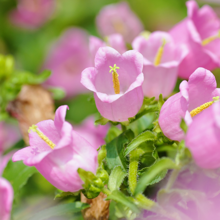 Marieklokke Rosa (single) – Campanula medium