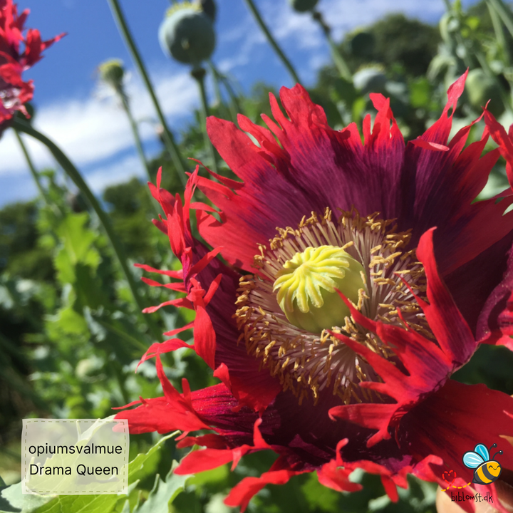 Opiumsvalmue - Drama Queen - papaver somniferum
