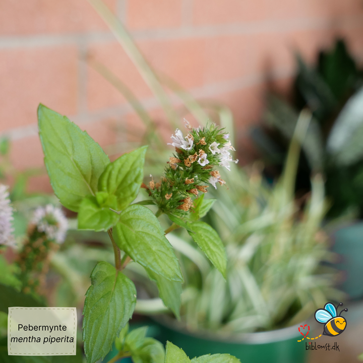 Pebermynte - Mentha Piperita