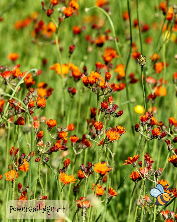 Pomeranshøgeurt – Hieracium aurantiacum