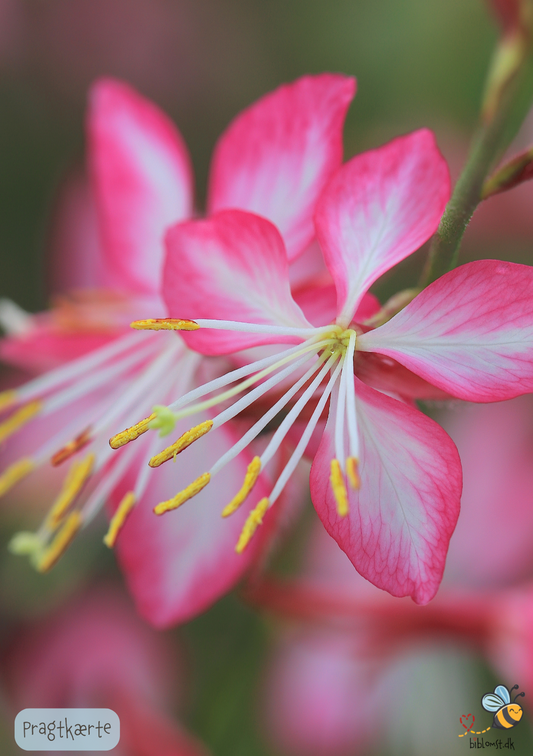 Pragtkærte pink-hvid gaura lindheimeri