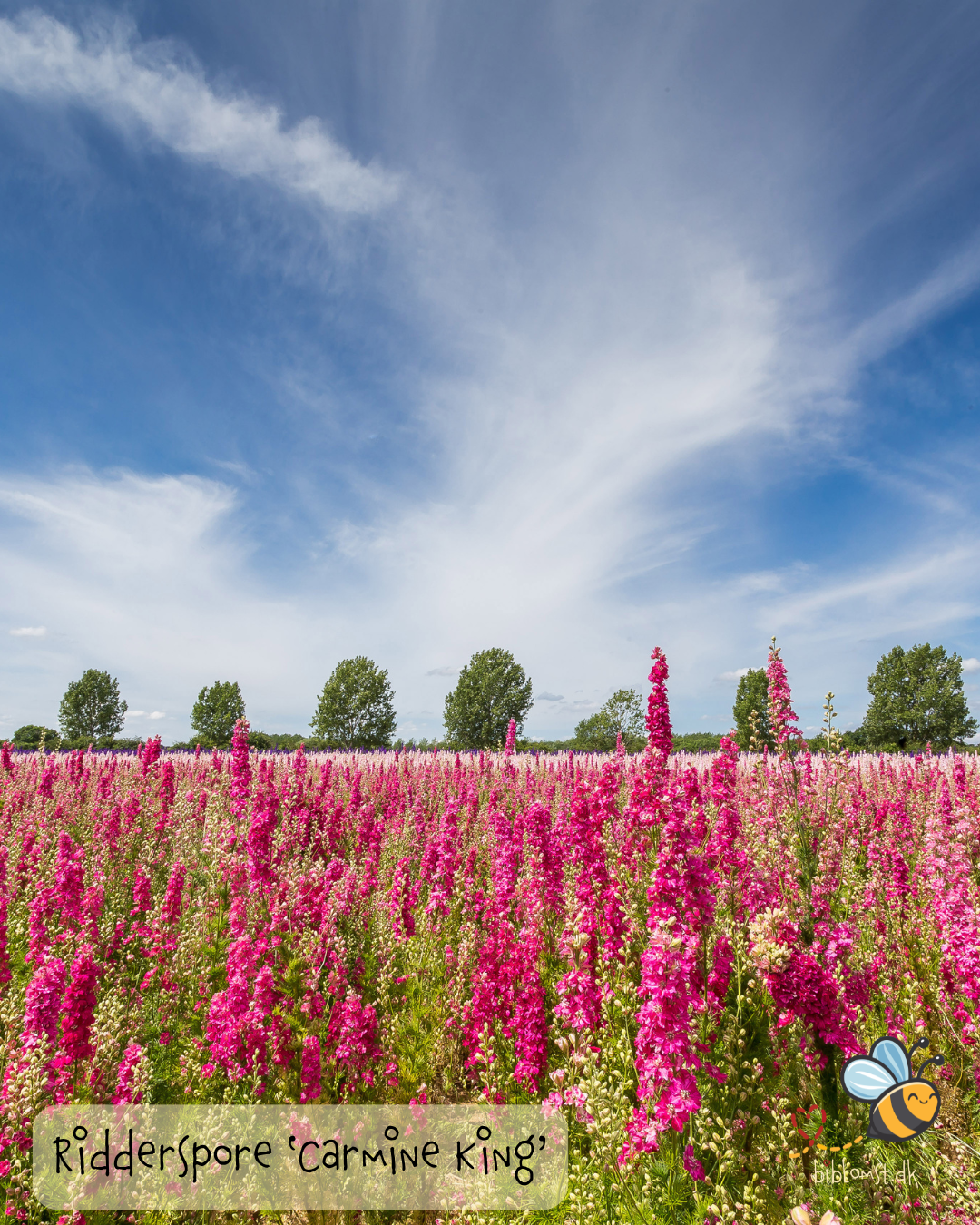Ridderspore ’Carmine King’ – Delphinium consolida