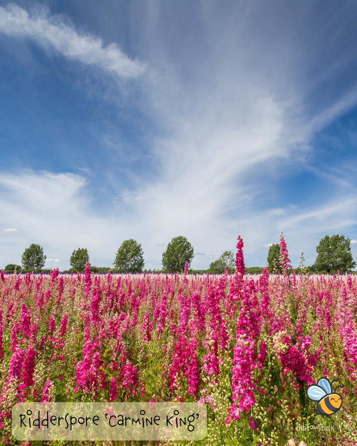 Ridderspore ’Carmine King’ – Delphinium consolida