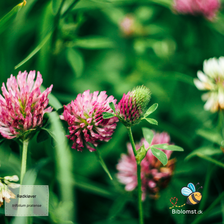 Rødkløver - Trifolium pratense