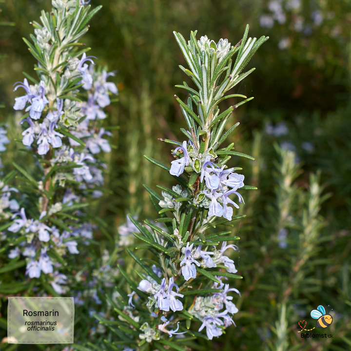 Rosmarin - rosmarinus officinalis