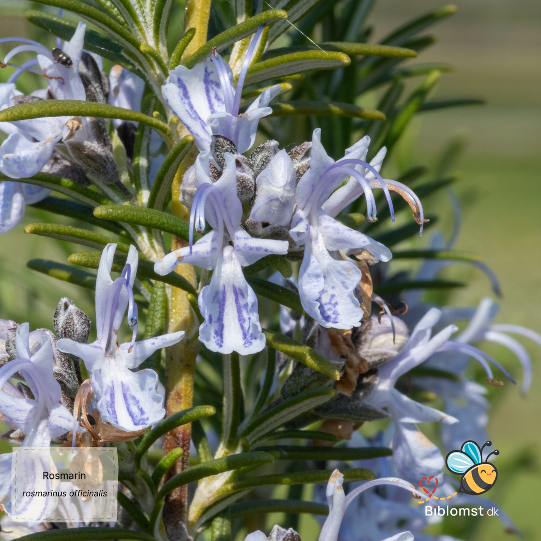 Rosmarin - rosmarinus officinalis