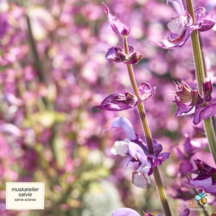 Muskatellersalvie - Salvia sclarea