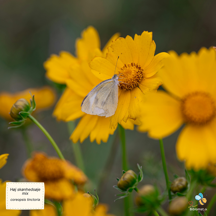 Høj skønhedsøje, blanding - Coreopsis tinctoria