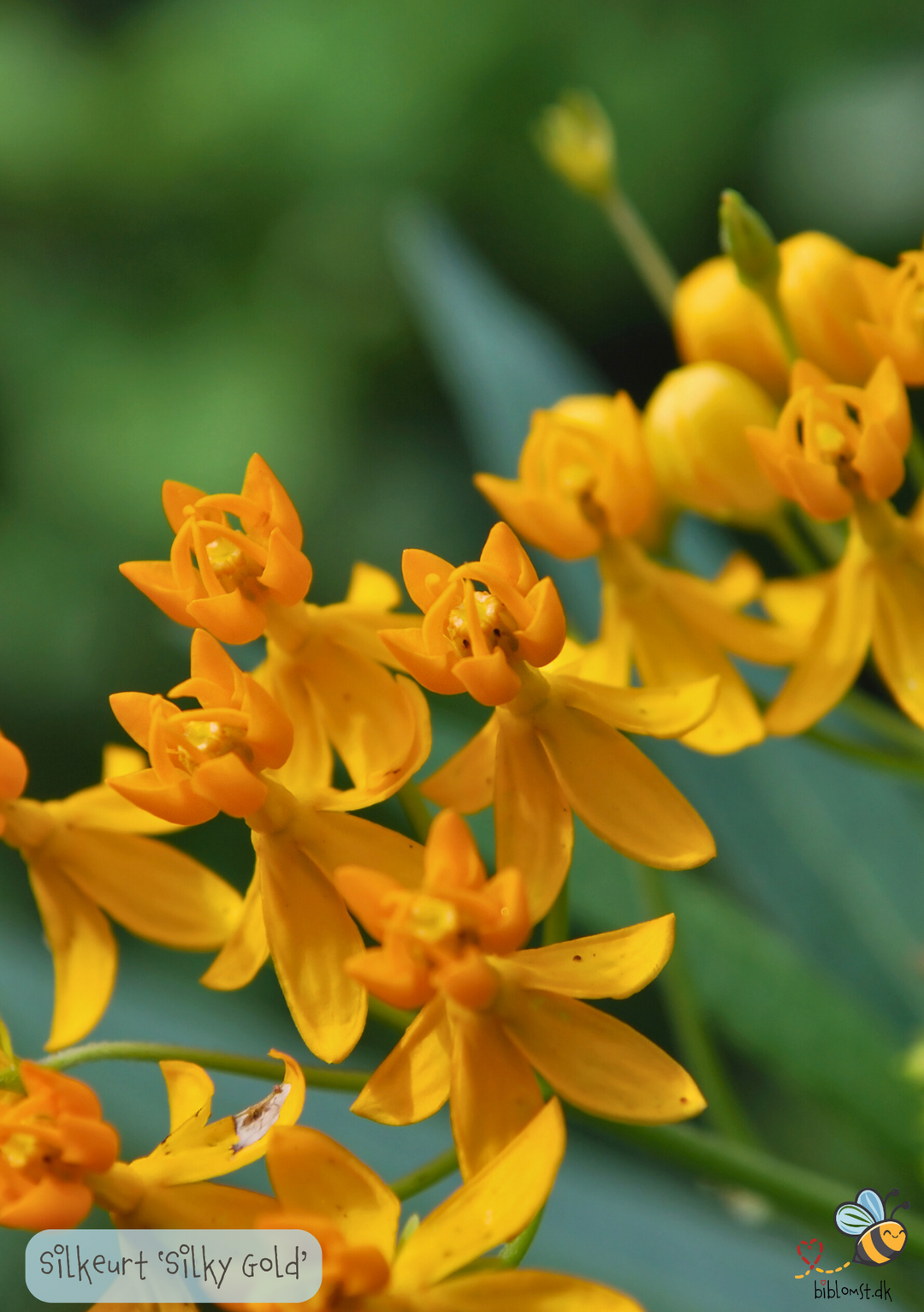Silkeplante - Asclepias curassavica 'Silky Gold'