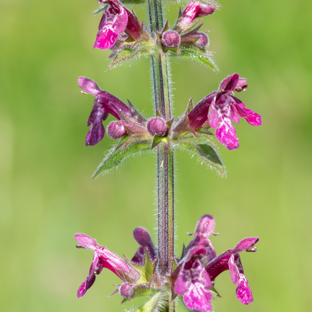 Skov-galtetand - Stachys sylvatica