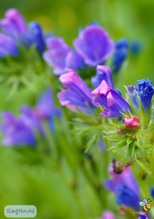 Slangehoved - echium vulgare