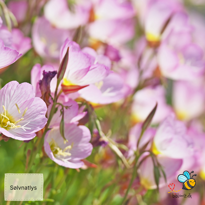 Sølvnatlys – Oenothera speciosa