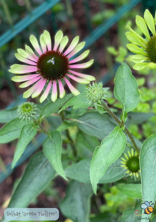 Solhat 'Green Twister' - Echinacea purpurea