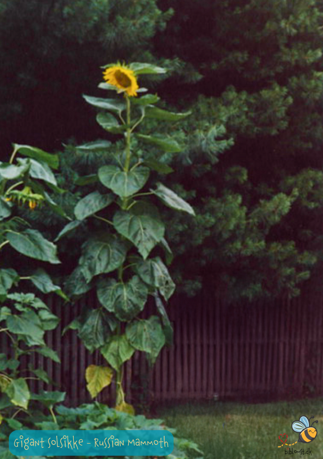 Solsikke Russian Mammoth - helianthus annuus